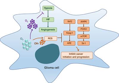 Ozone therapy for high-grade glioma: an overview